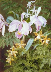 Orchids
